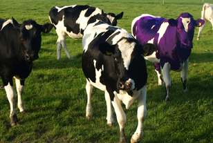 Making Purple Cows! Training